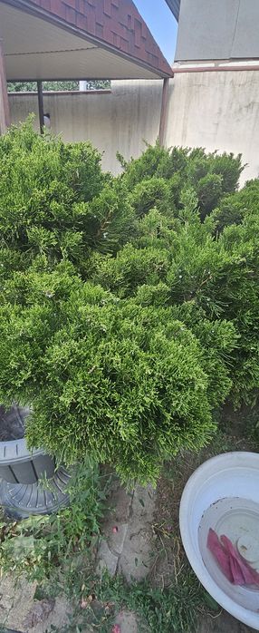 Куст можевельника