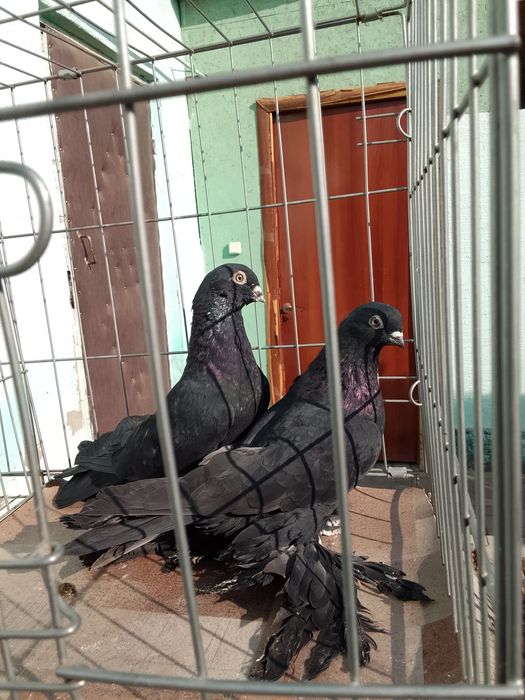 Продам голуби тараз