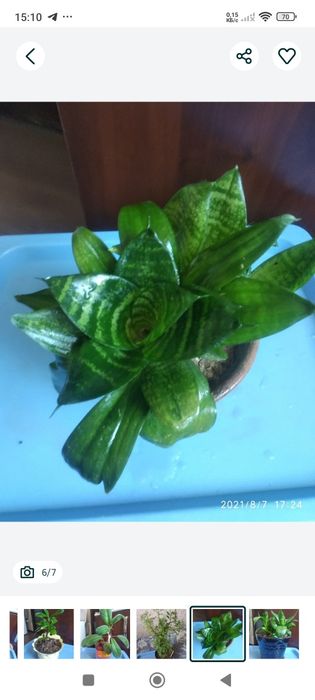 Комнатные домашние цветы