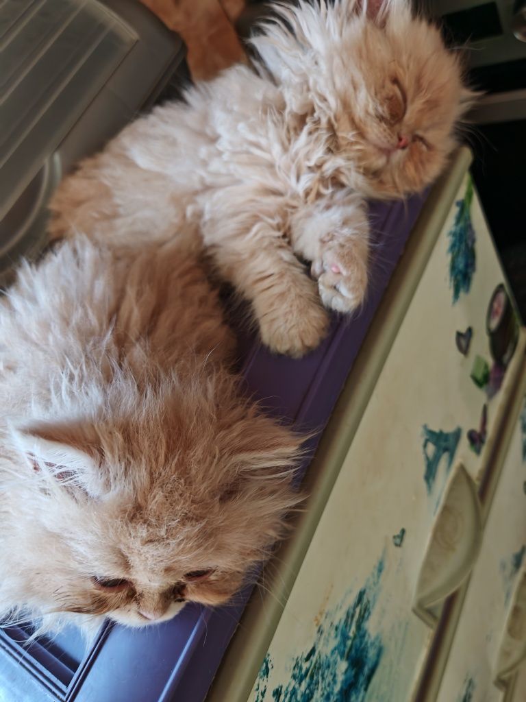 Персийски чистокръвни котенца
