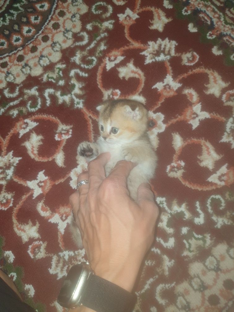 Kowki zotli muwuv bolasi