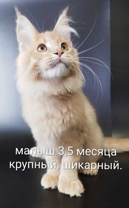 Котята Мейнкуны и Полидакты с документами, разных цветов.