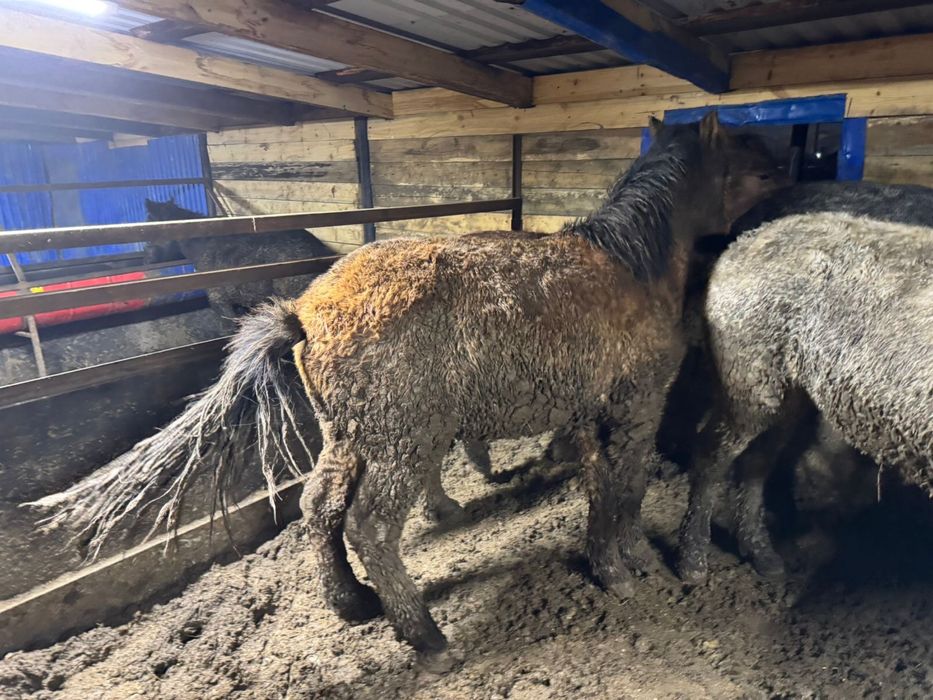 Тайчики с откорма находятся в городе