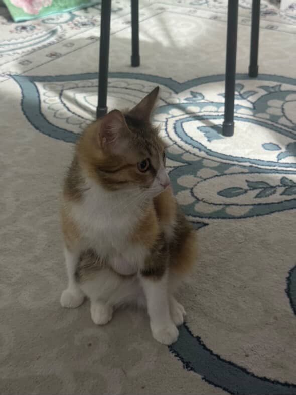 Кошка и ее котенок ищут дом
