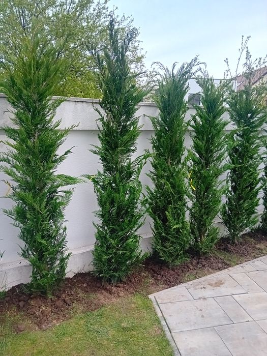 Vând tuia smaragd diferite dimensiuni