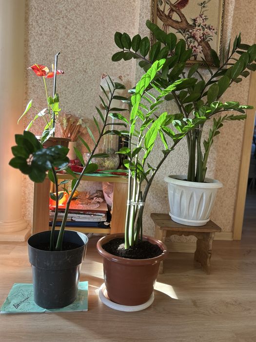 Продам цветок долларовое дерево