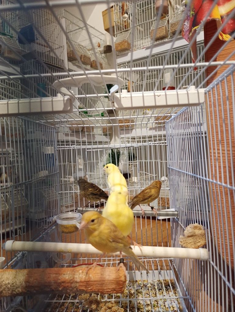 Pasari de companie