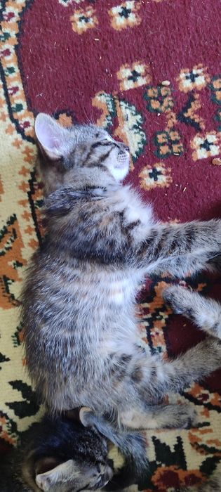 Котята 2 месячные