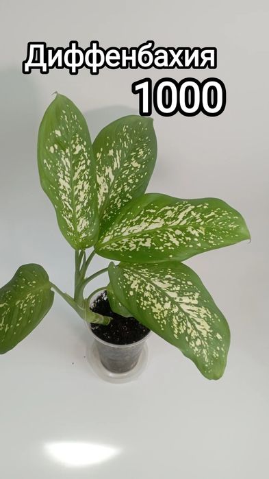 Диффенбахия и аглаонема