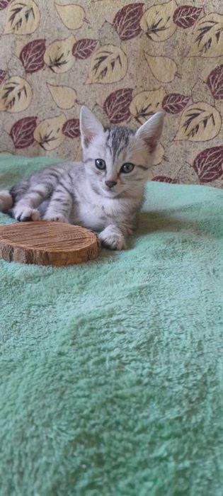 Котенца тип Американска късокосместа