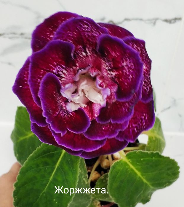 Цветущие глоксинии.