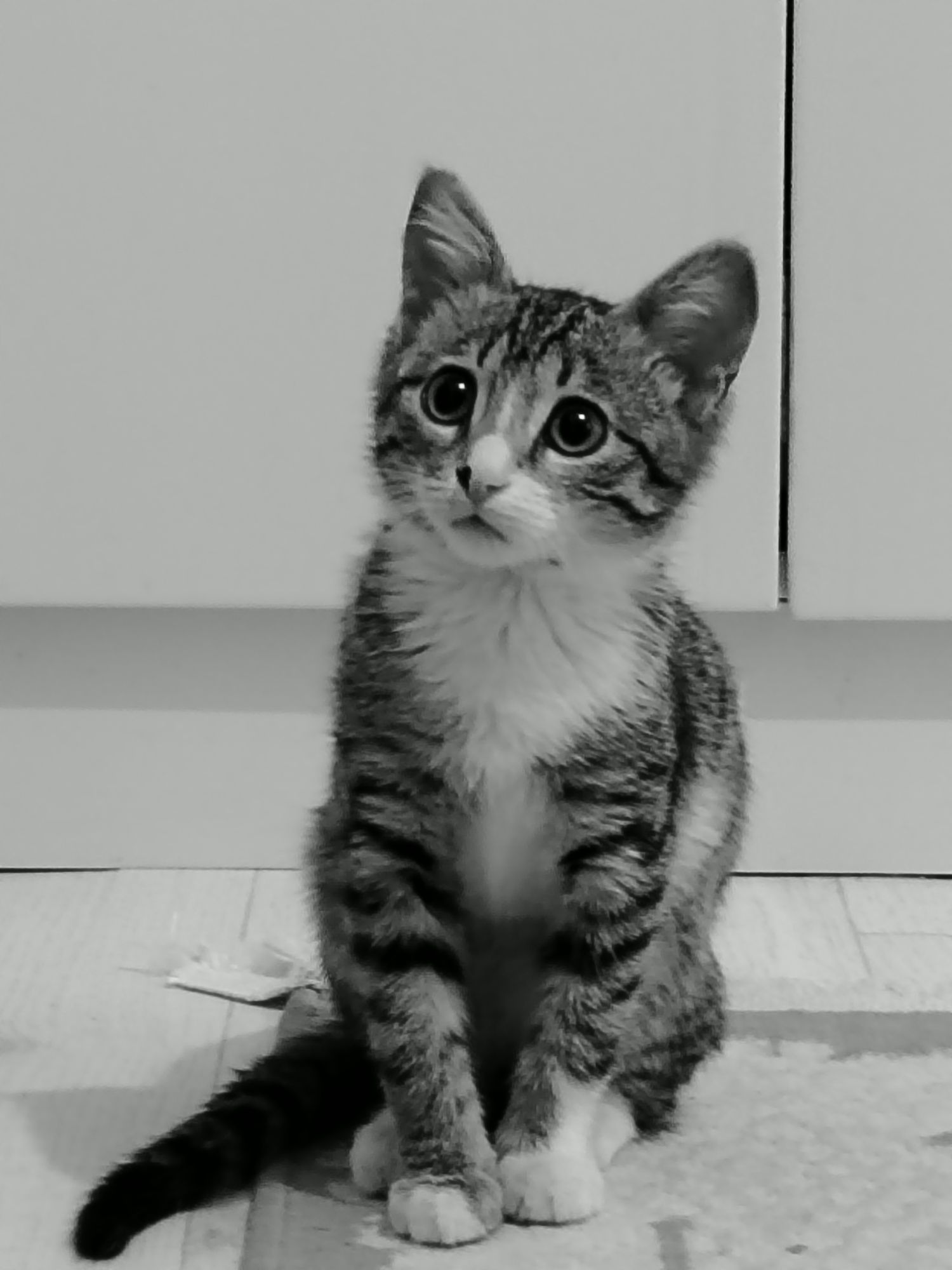 Отдам котенка девочку