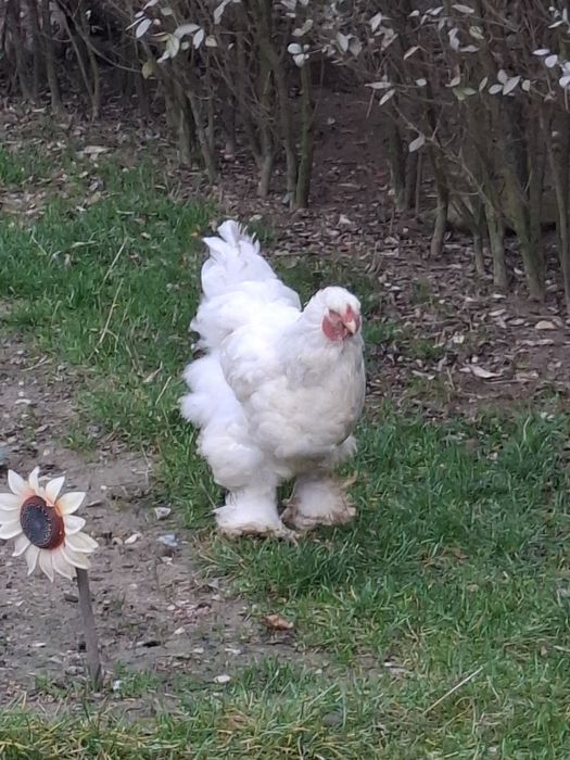 Vând familie Brahma