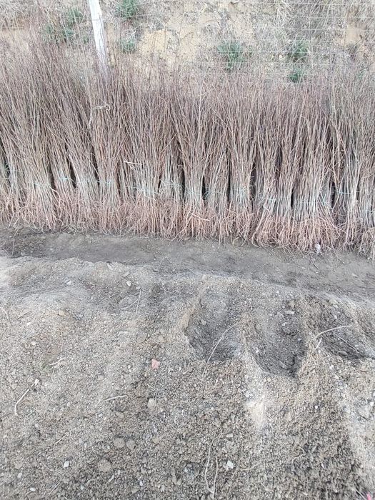 puieti forestieri salcâm frasin plop mesteacăn Tei carpen fag ulm arin