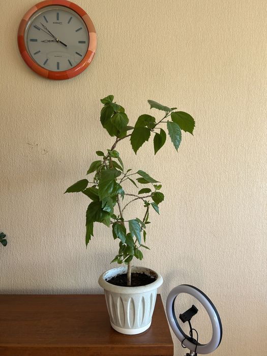 Продам гибискус китайскую розу