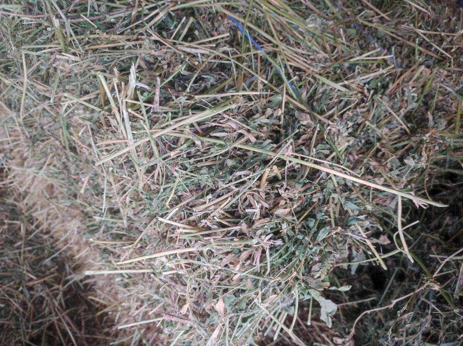 Vând baloti de Fan și lucerna