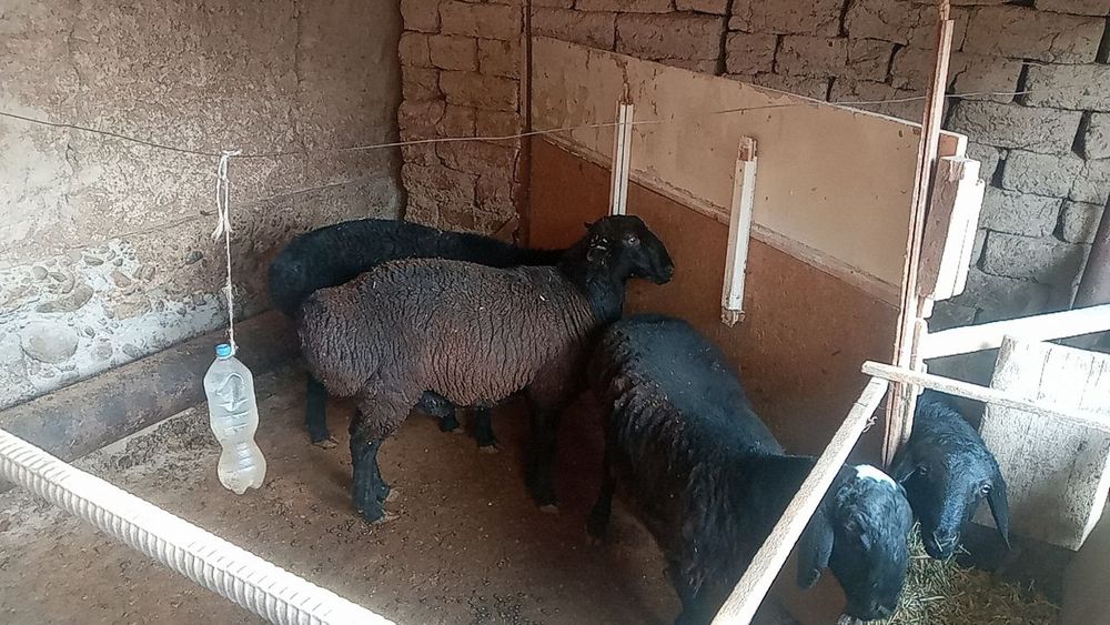 Qo'chqor qo'ylar sotiladi