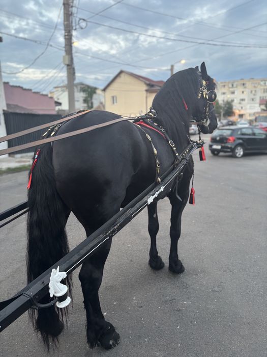 •//cal frizian de vanzare •\\