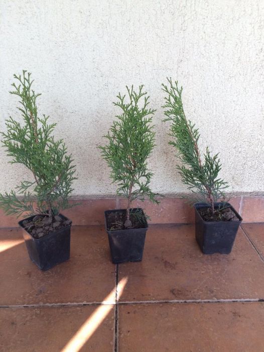 Vand tuia smaragd de 30 cm la ghiveci de 9x9cm