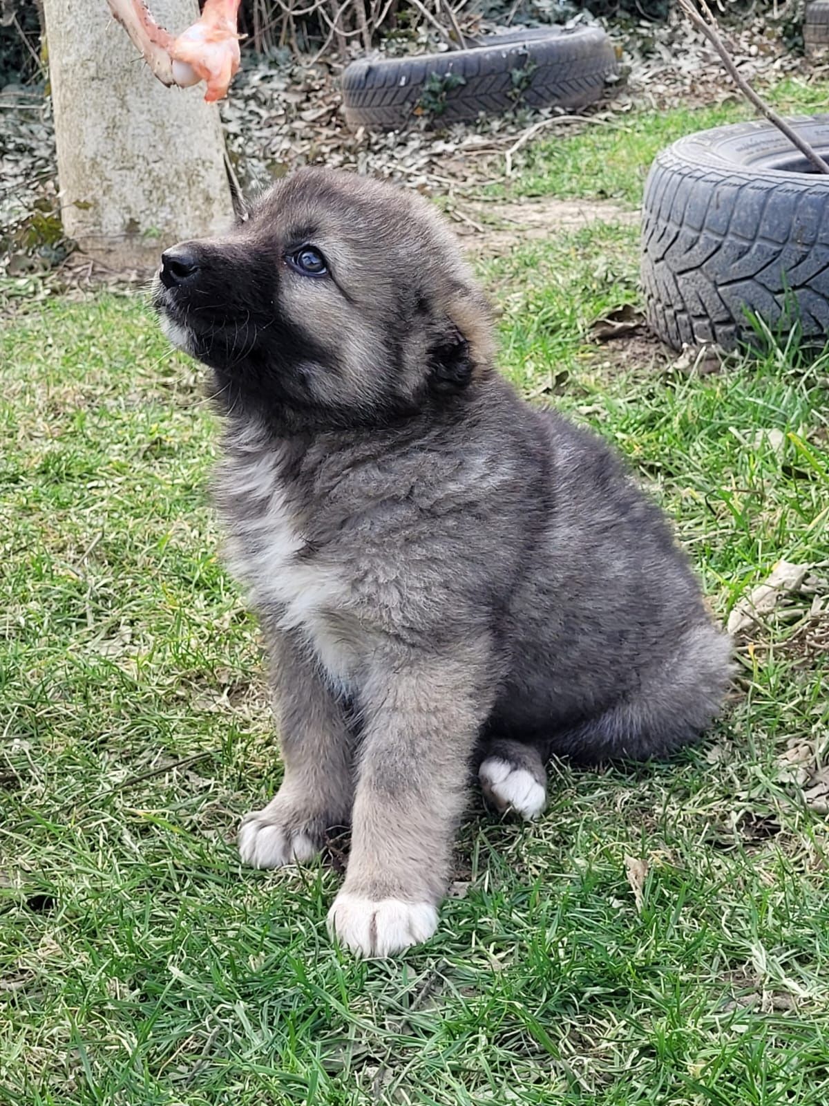 Ciobanesc caucazian  talie mare.