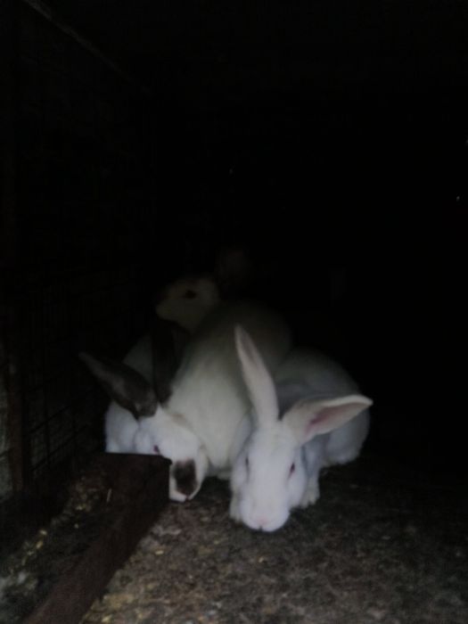 Зайци за продан ОХЛ