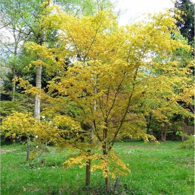 Японски клен(Катсура)\Acer palmatum Katsura