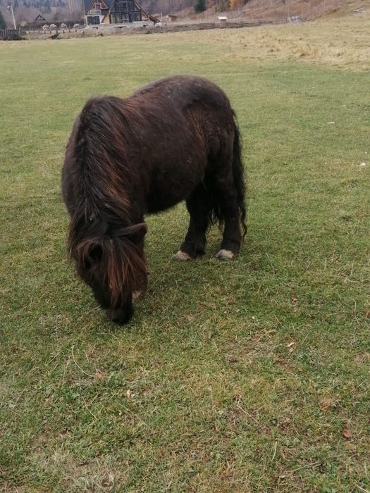Vand iapa cu mânz si ponei