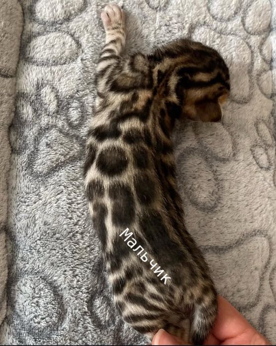 Бенгальские котята