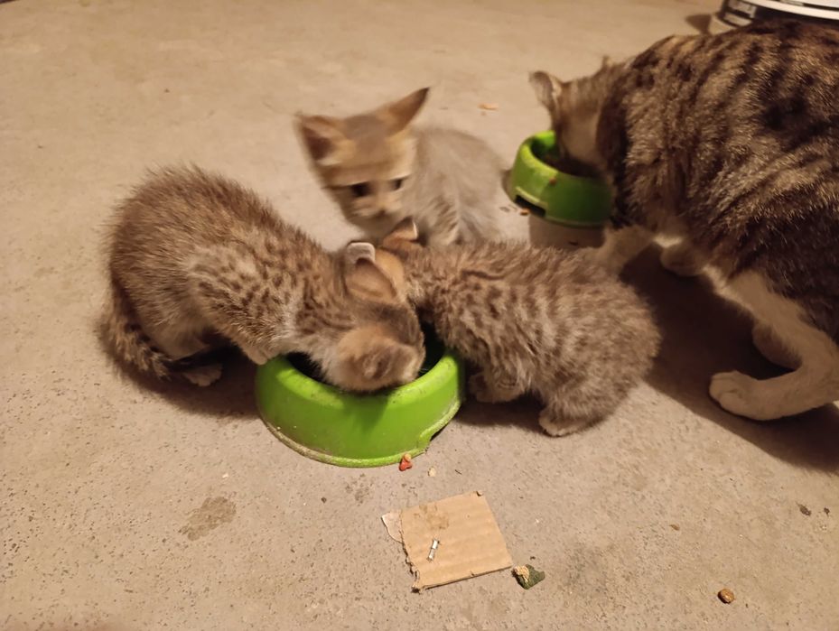 Mushuk bolalari bepulga beriladi