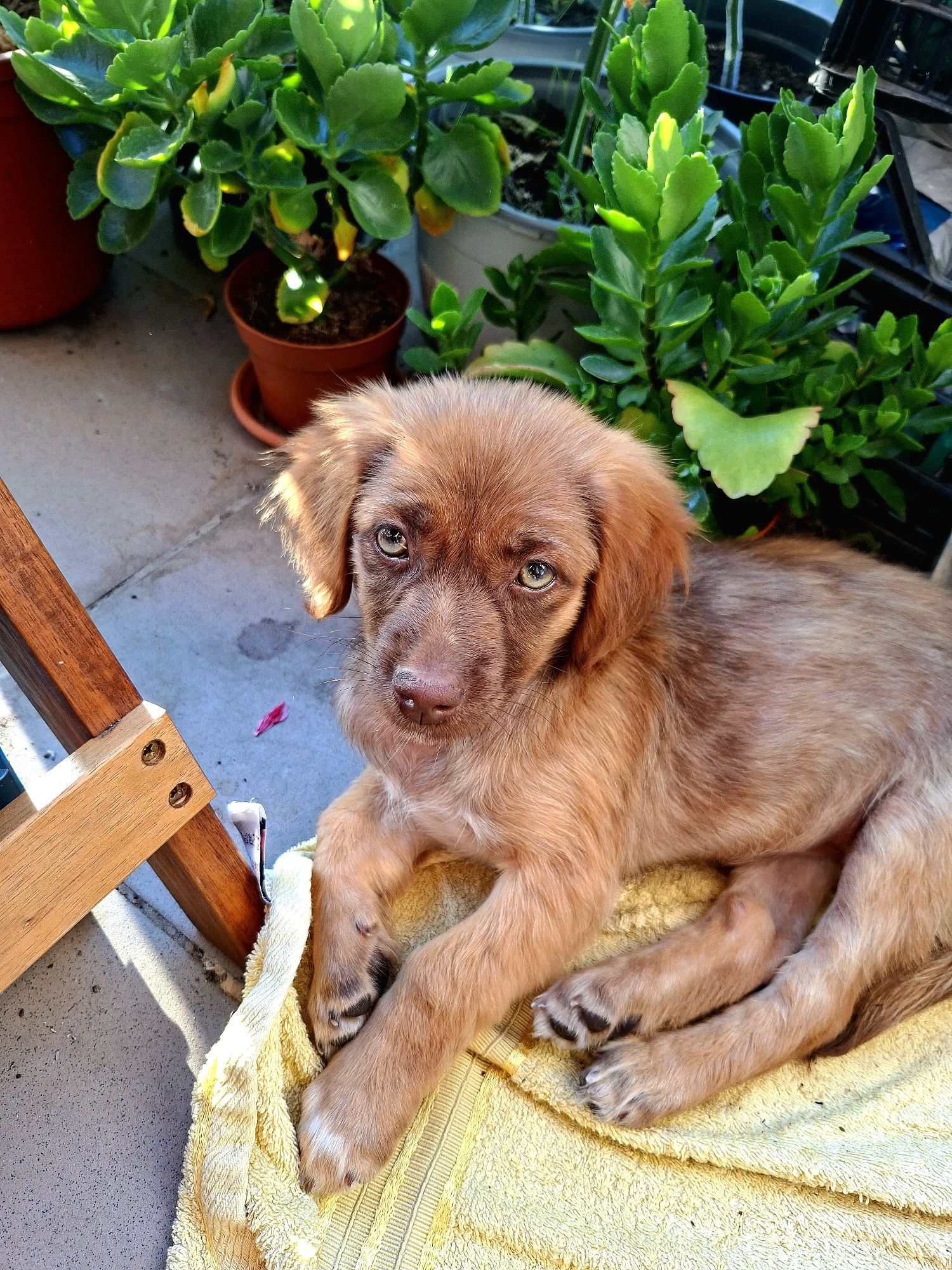 Adopție 1 cățelușă București