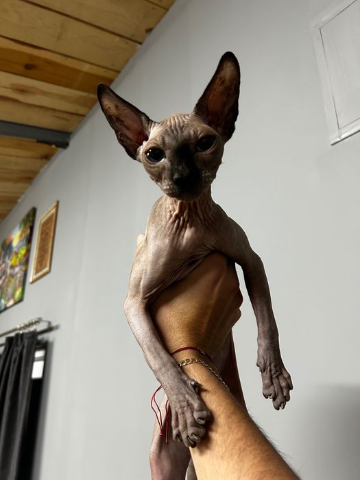 Канадски сфинкс .