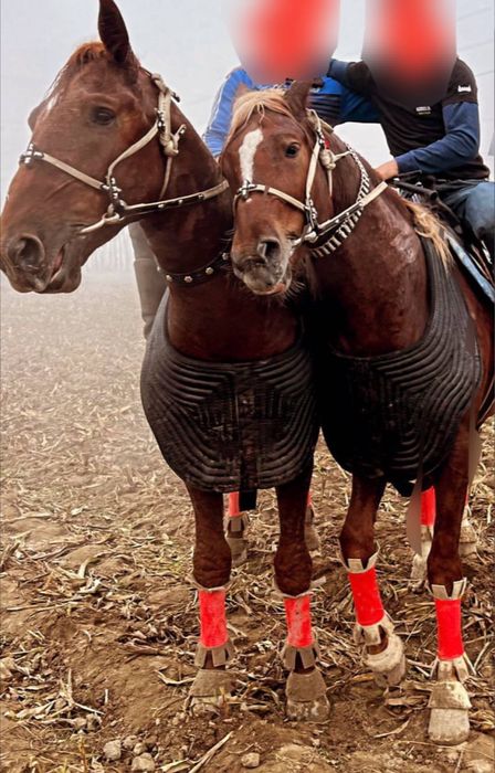 Продается Лошадь (жеребец) сын К700