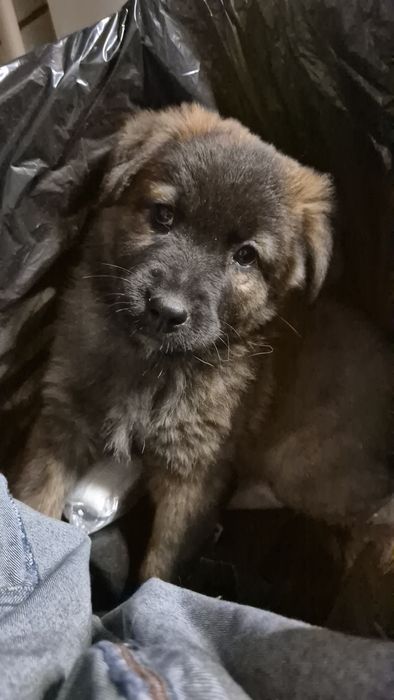 Catelusa de talie mare spre adoptie.