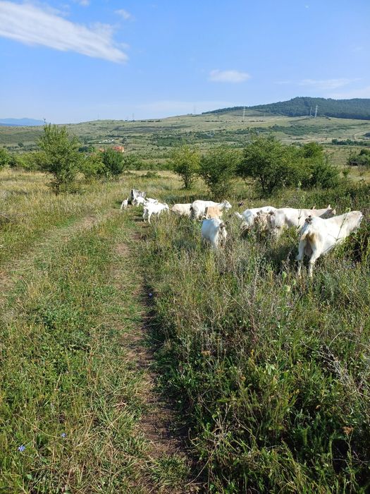 Vand 7 capre un tap si 7 iezi