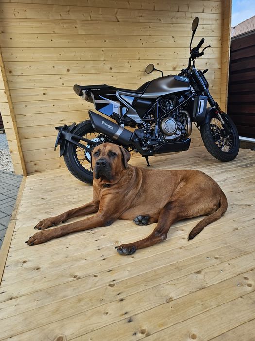 Husqvarna Svartpilen 701 Style