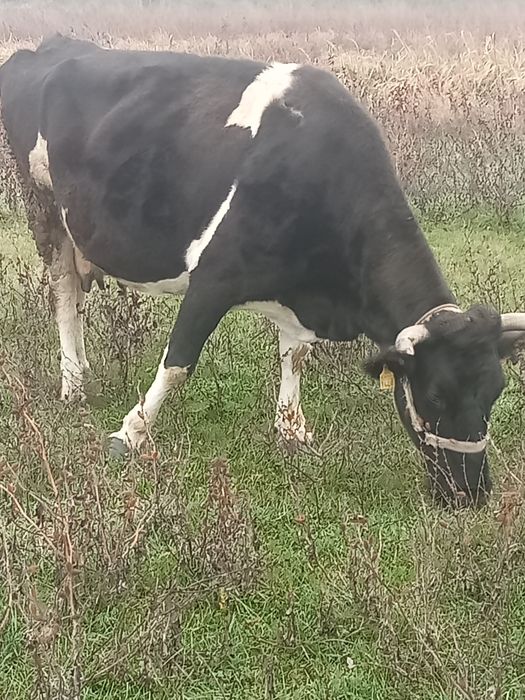 Vând patru vaci gestante