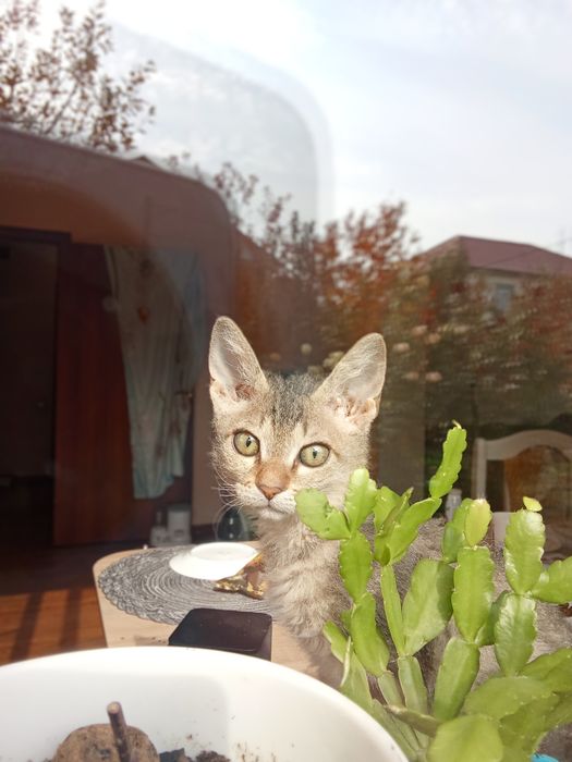 Котята в заботливые руки