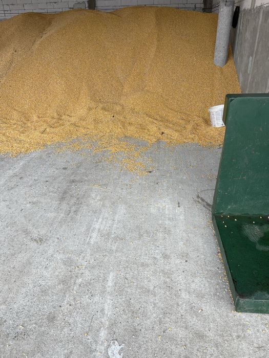 Porumb boabe , recolta 2025