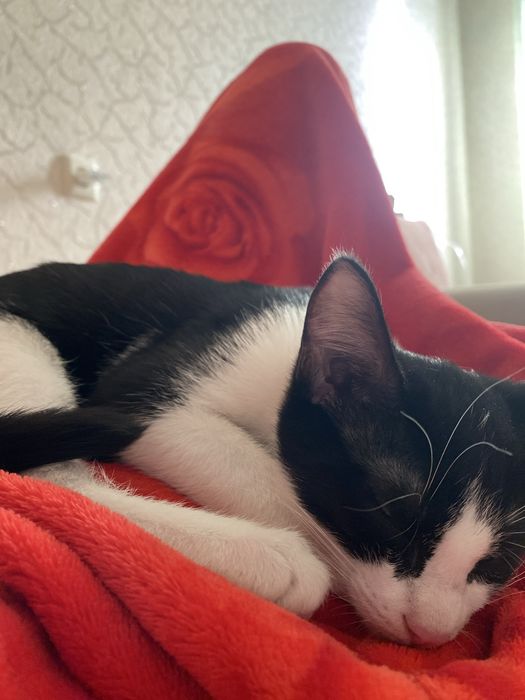 Котенок, 2 месяца. Приучен к лотку, добрый, нежный ласковый