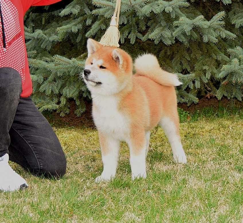 Pui Akita inu, părinți multipli campioni