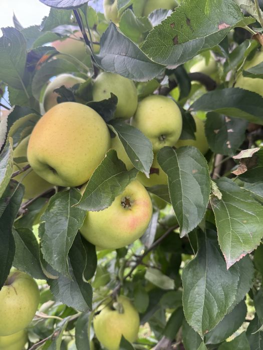 Mere Suc si industrie