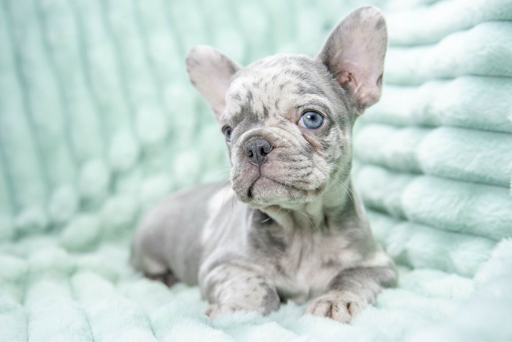 Bulldog francez blue merle fetita