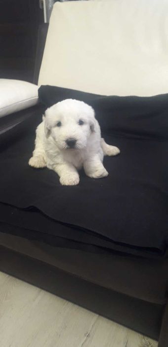 Ciobănesc mioritic 7 luni