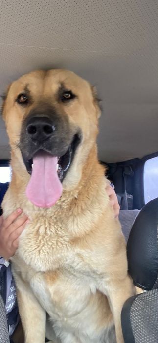 Алабай сатылады.