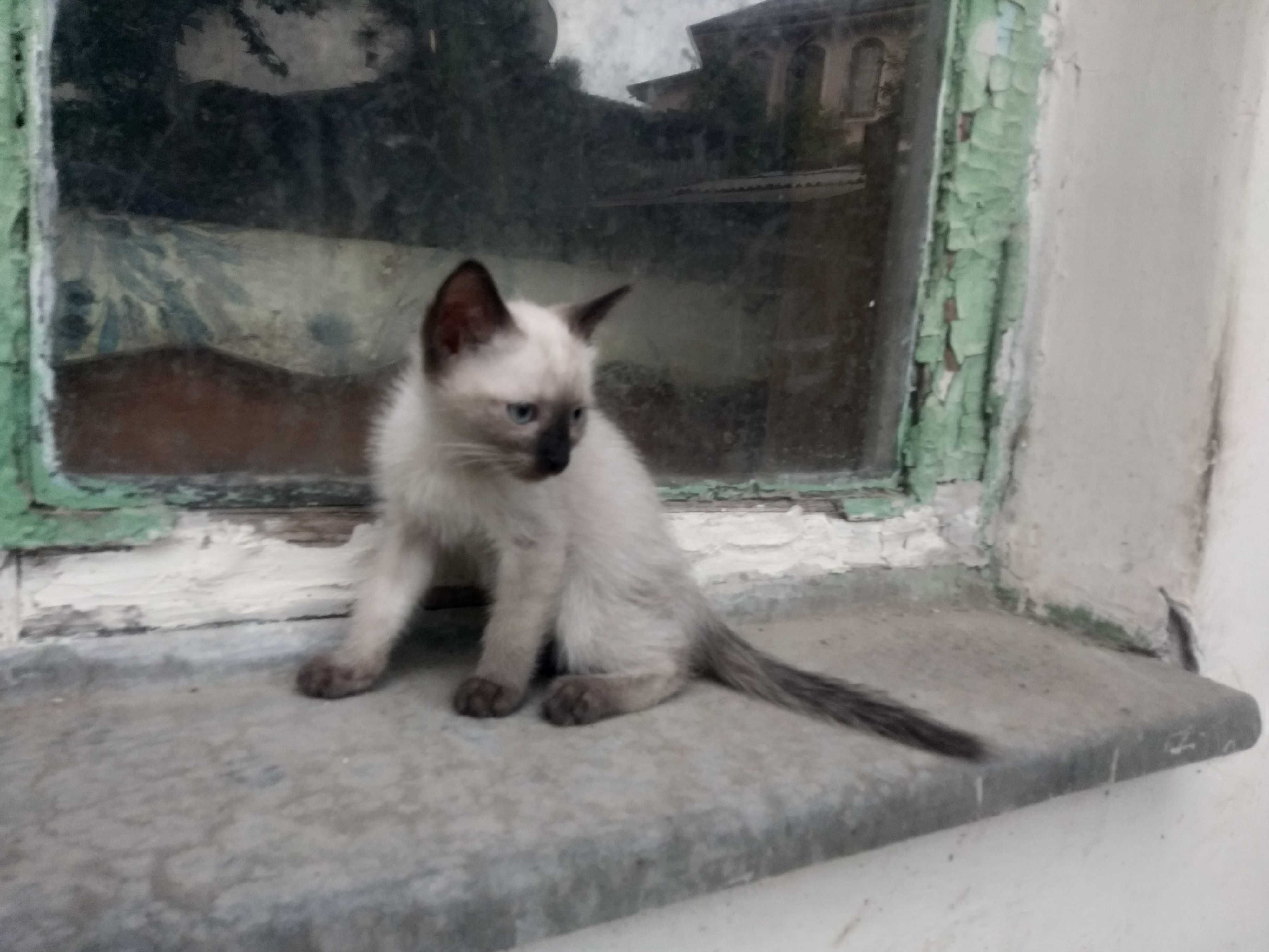 Сиамский котенок