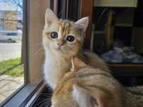 Baietel brittish golden shorthair cu pedigree