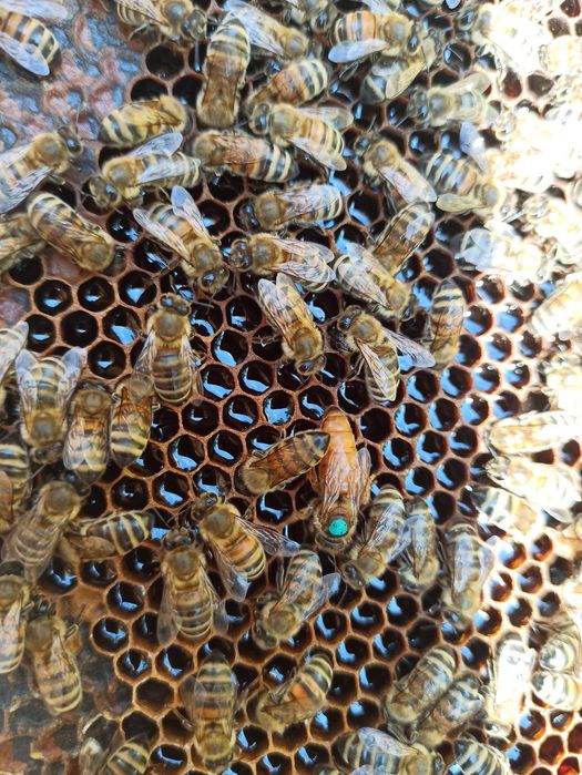 Primim comenzi pentru sezon 2026,