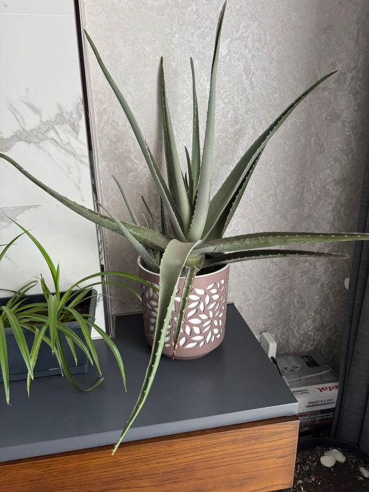 Алоэ комнатное растение