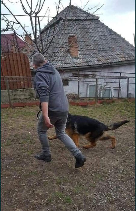 Dresaj câini disciplina/ pază apărare