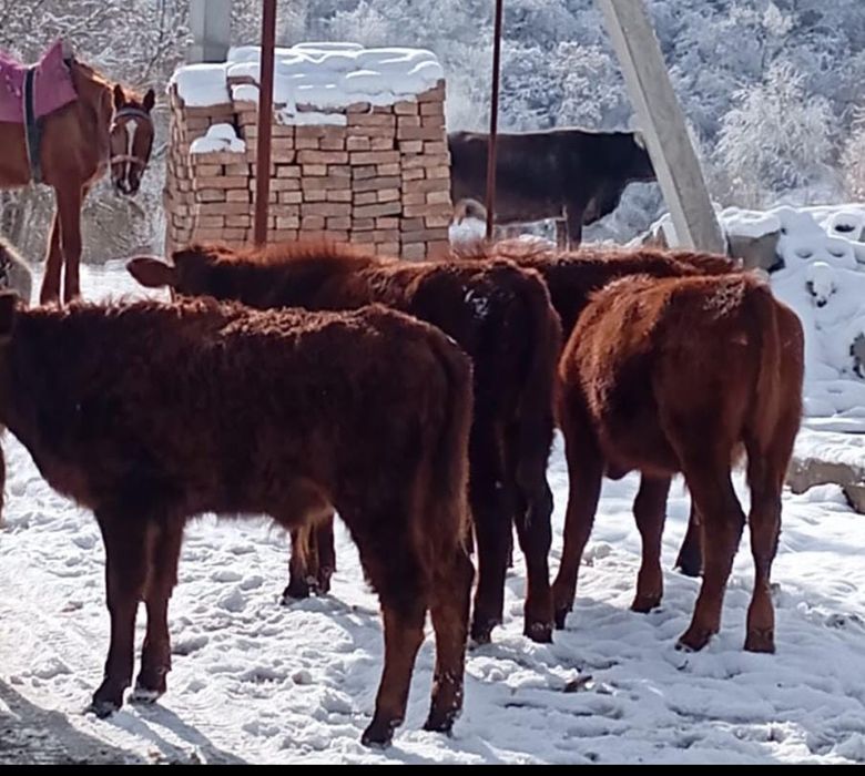 Продам бычков,6 месяцев